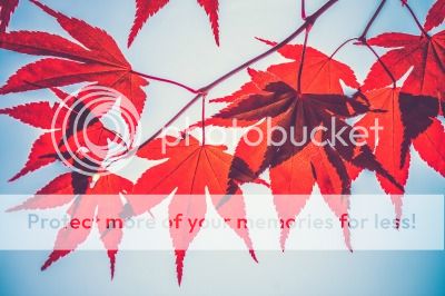 Red leaves against a blue sky