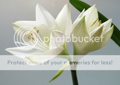 Two white lilies on a grey background, one still in the process of blooming