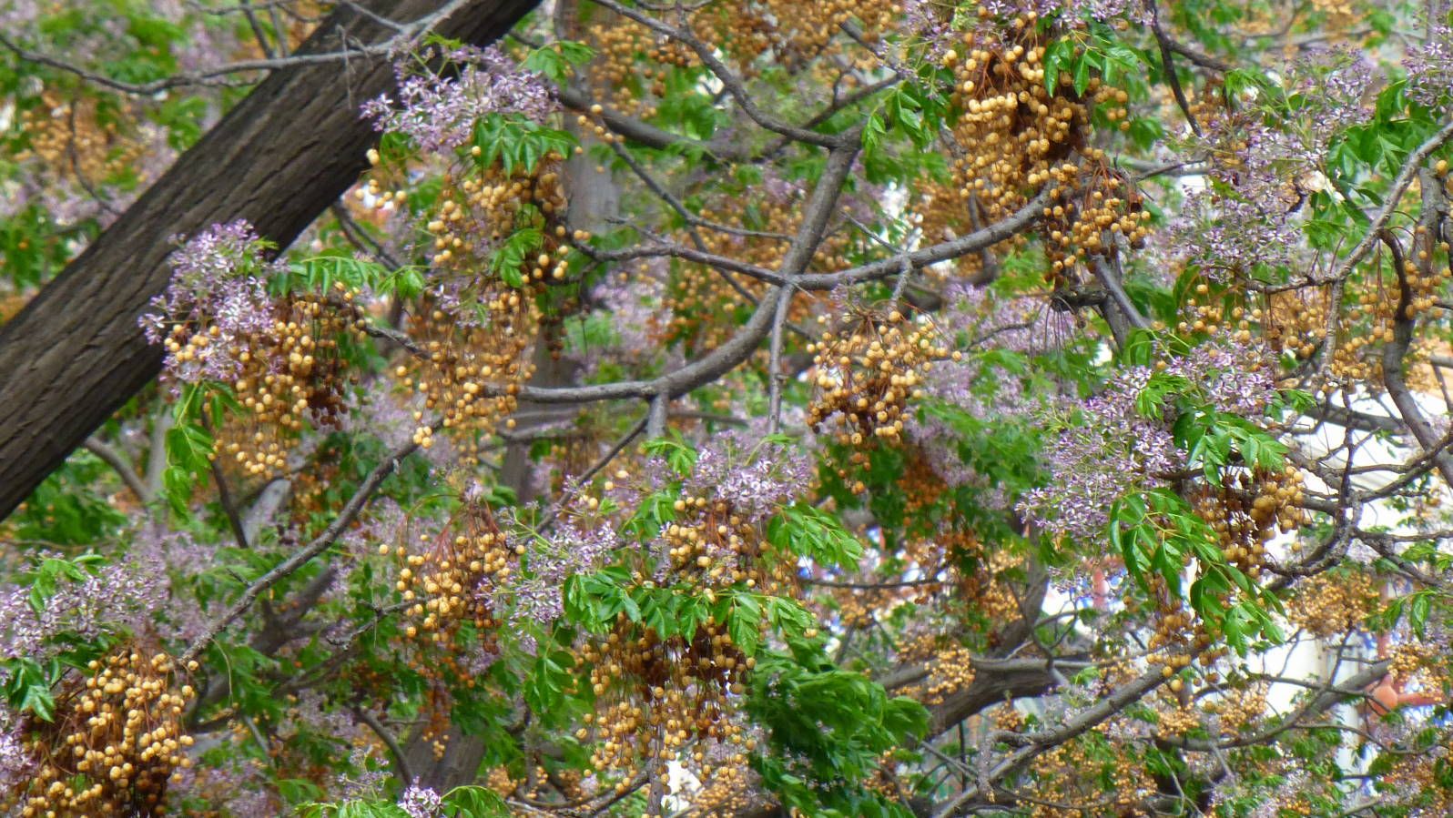 Испания и Евродам. Дважды впервые