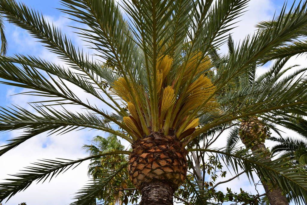 Испания и Евродам. Дважды впервые