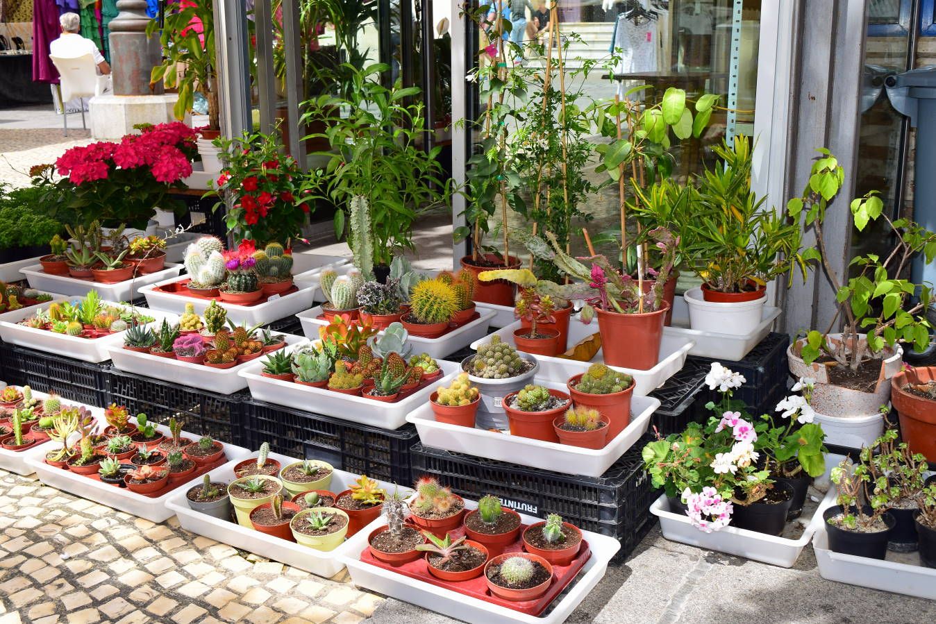 Испания и Евродам. Дважды впервые