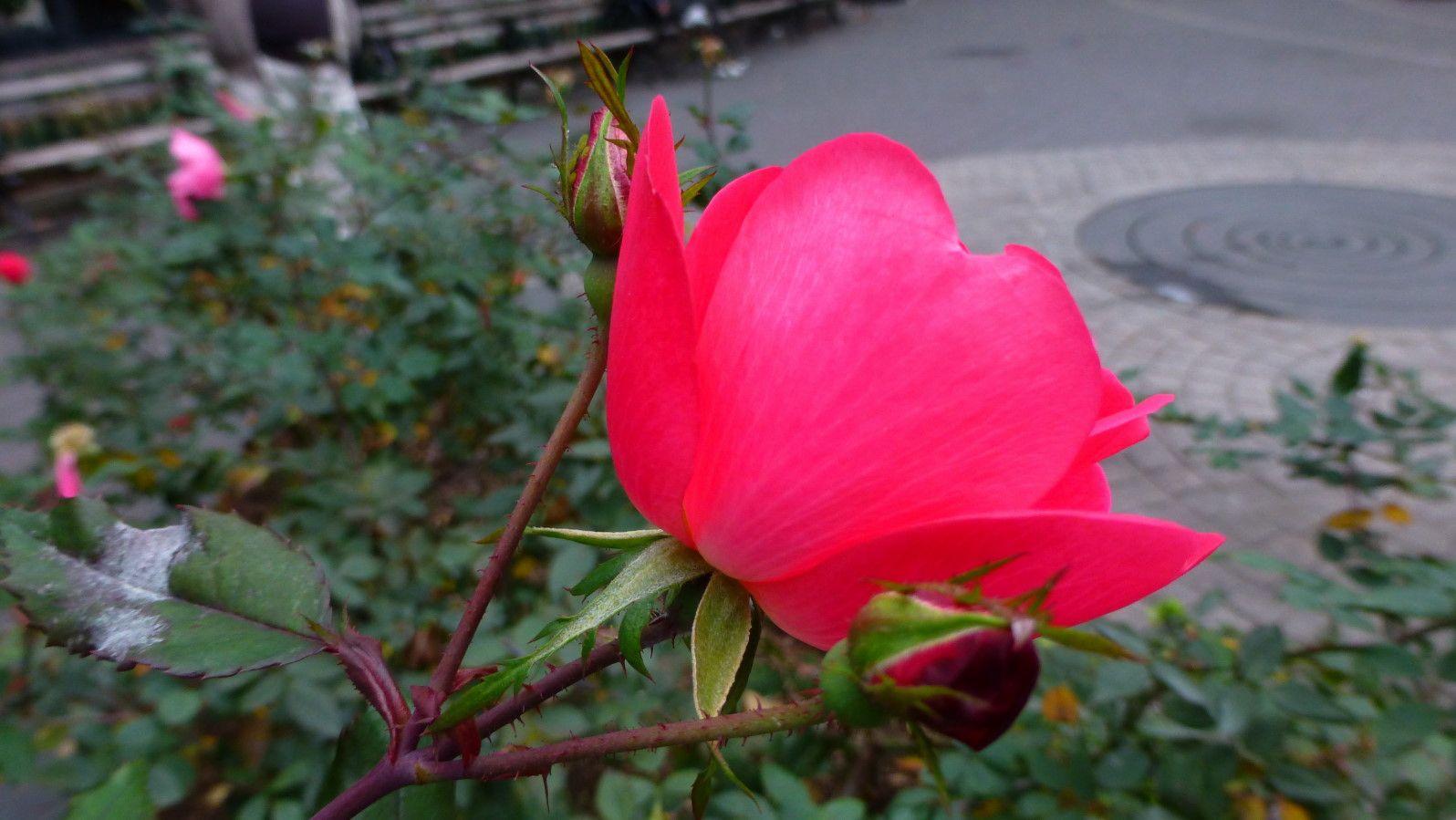 Нью-Йорк не жалеет огней. Рождество 2015 Нью-Йорк не жалеет огней. Рождество 2015