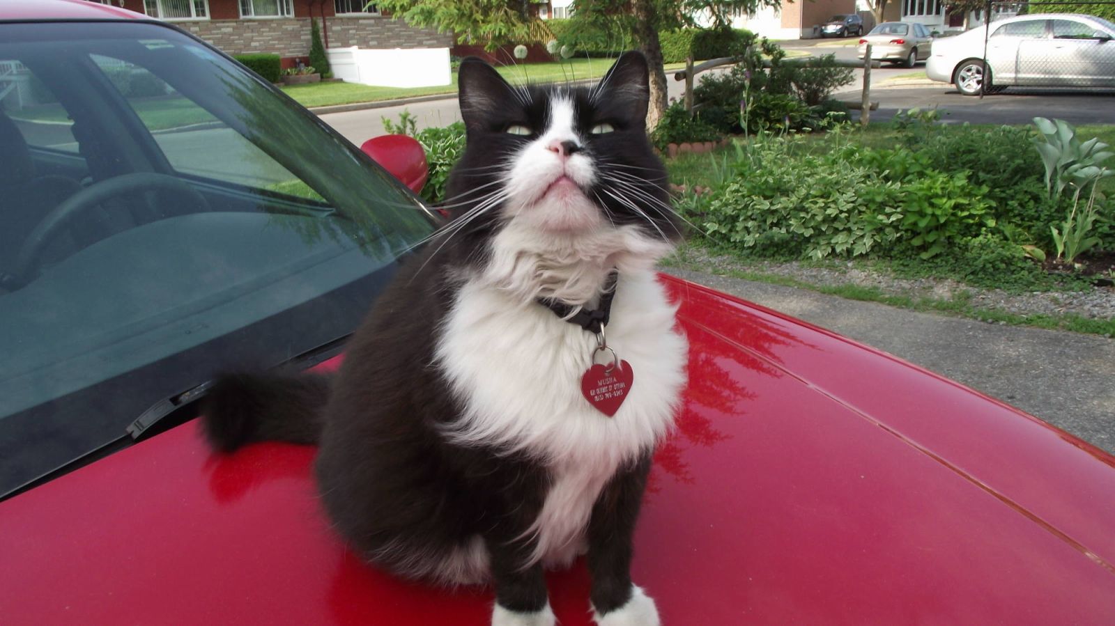 Поговорим о кошках43