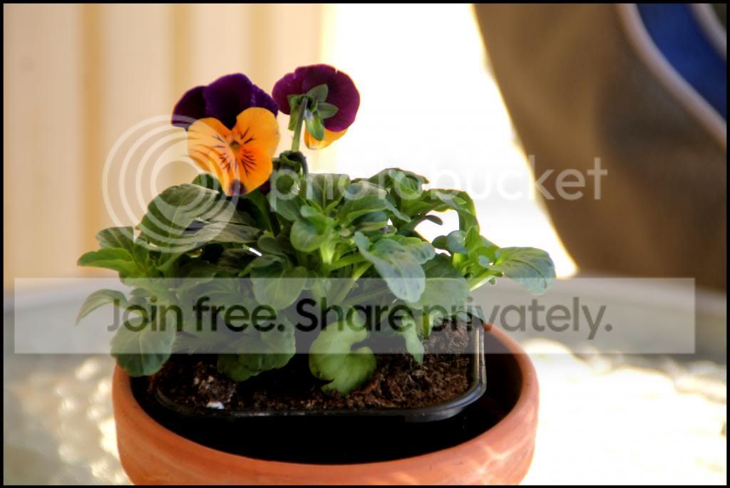 photo IMG_2727_zps7382bbce.jpg