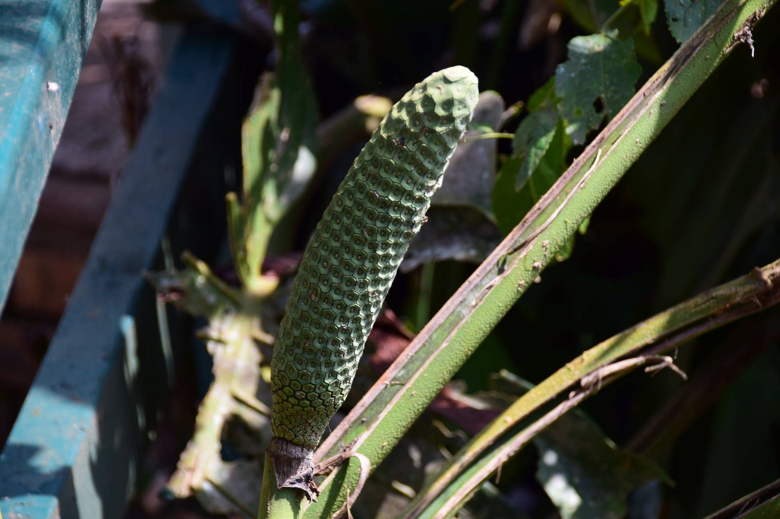ИзоБразилия акупунктурно. Рио-Игуасу с обеих сторон