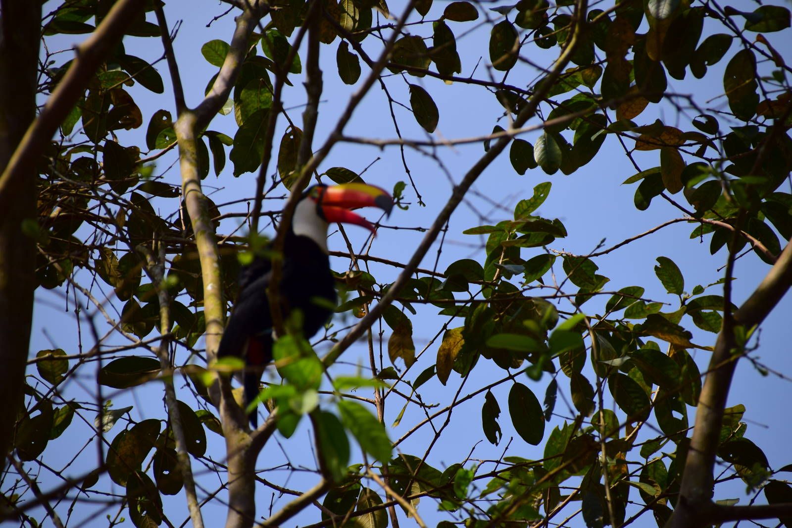 ИзоБразилия акупунктурно. Рио-Игуасу с обеих сторон