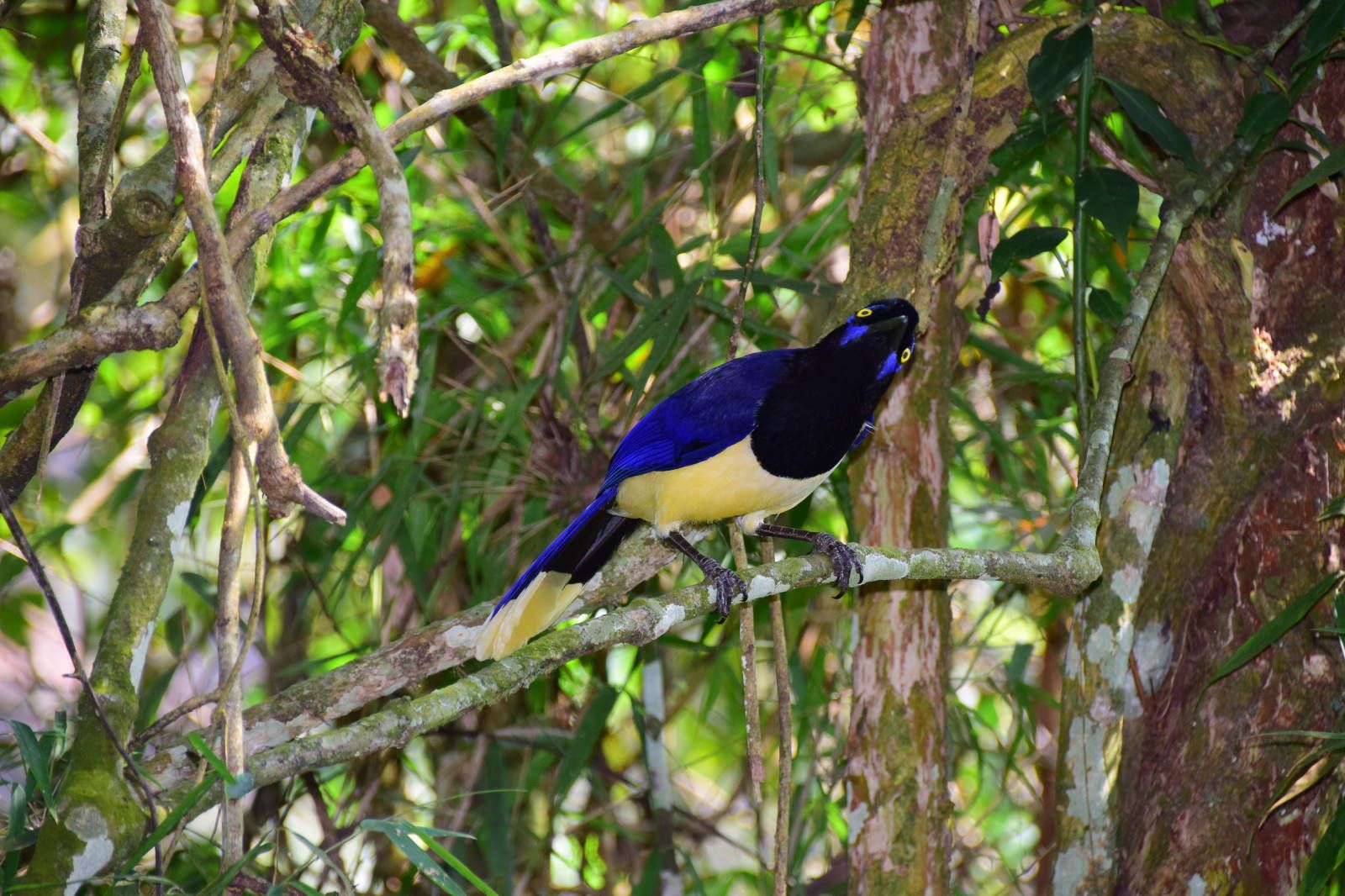 ИзоБразилия акупунктурно. Рио-Игуасу с обеих сторон