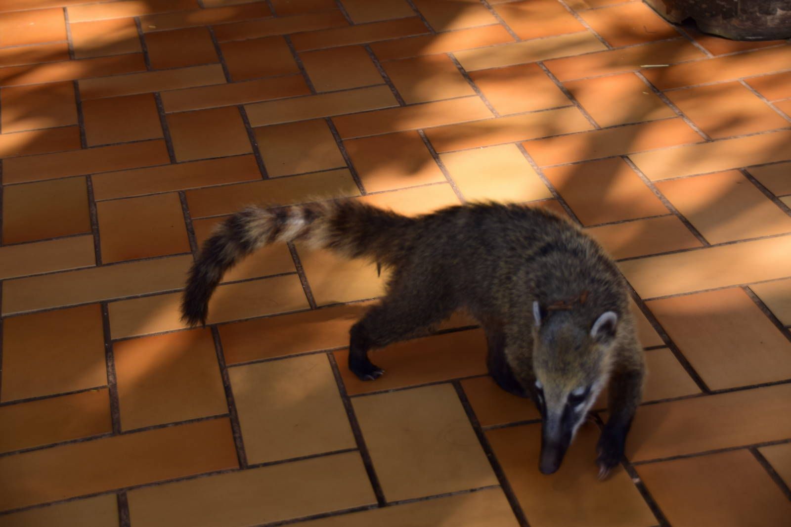 ИзоБразилия акупунктурно. Рио-Игуасу с обеих сторон