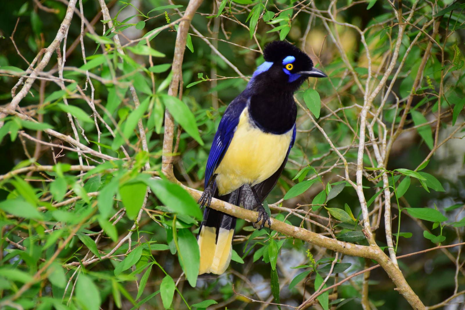 ИзоБразилия акупунктурно. Рио-Игуасу с обеих сторон