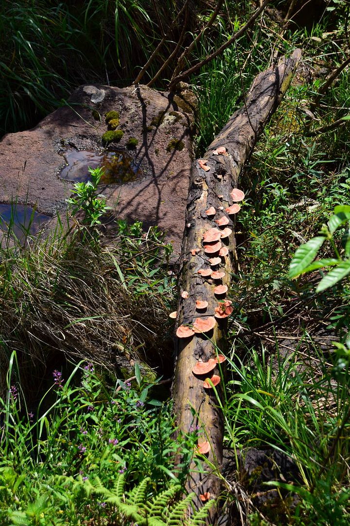 ИзоБразилия акупунктурно. Рио-Игуасу с обеих сторон