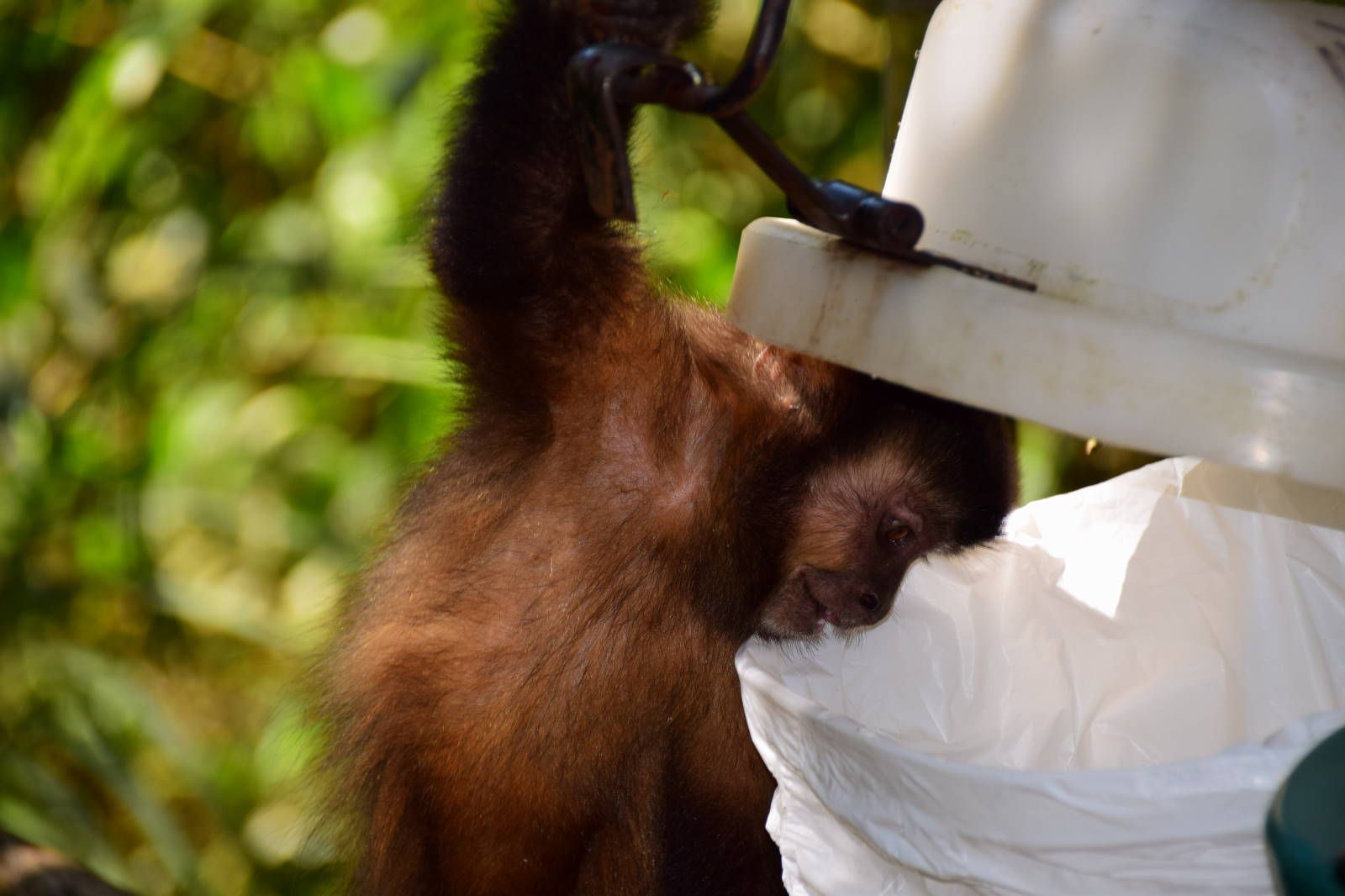 ИзоБразилия акупунктурно. Рио-Игуасу с обеих сторон