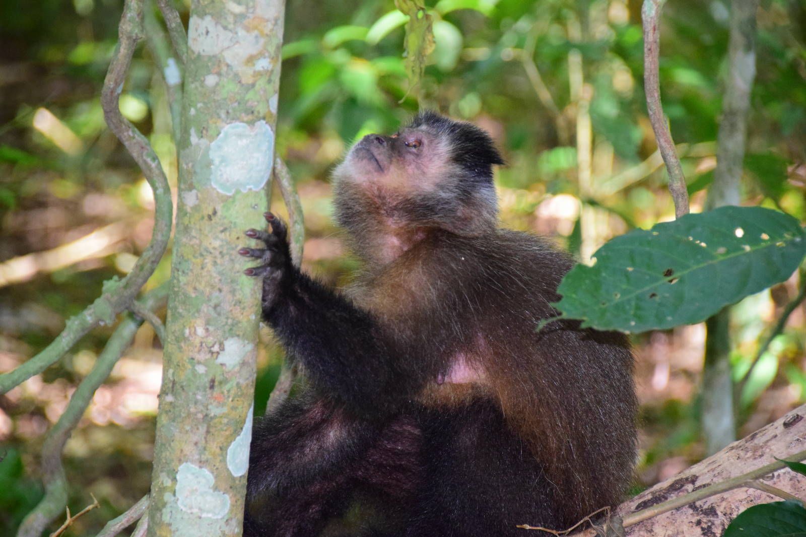 ИзоБразилия акупунктурно. Рио-Игуасу с обеих сторон