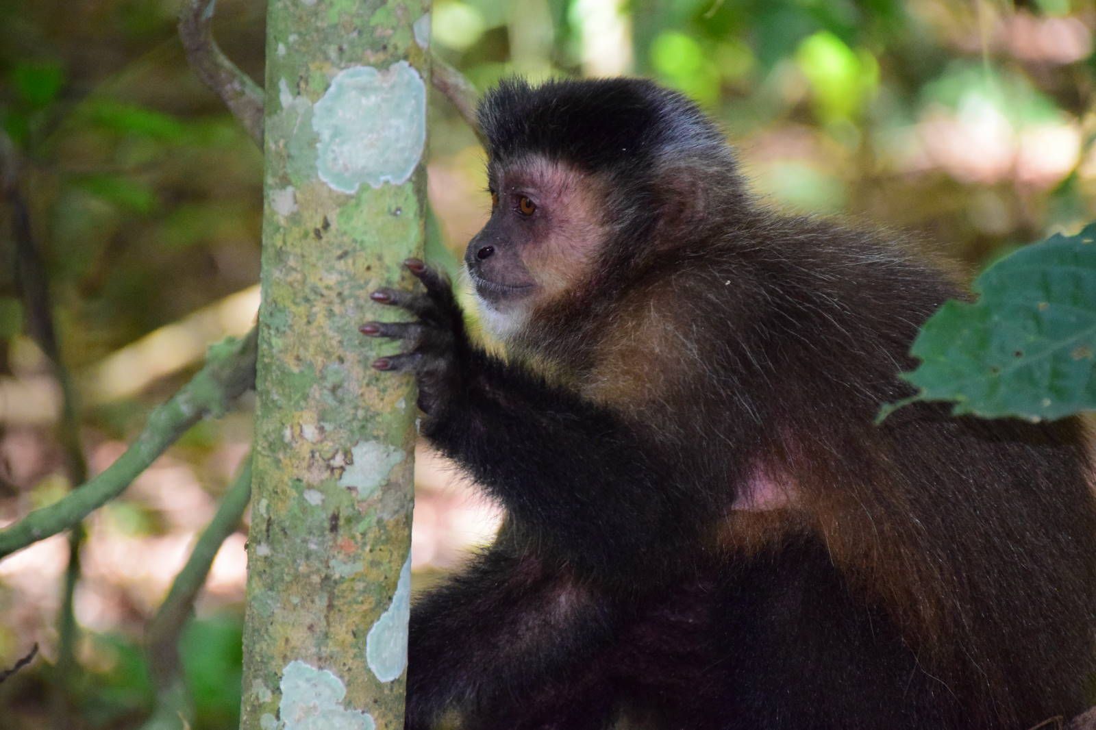 ИзоБразилия акупунктурно. Рио-Игуасу с обеих сторон