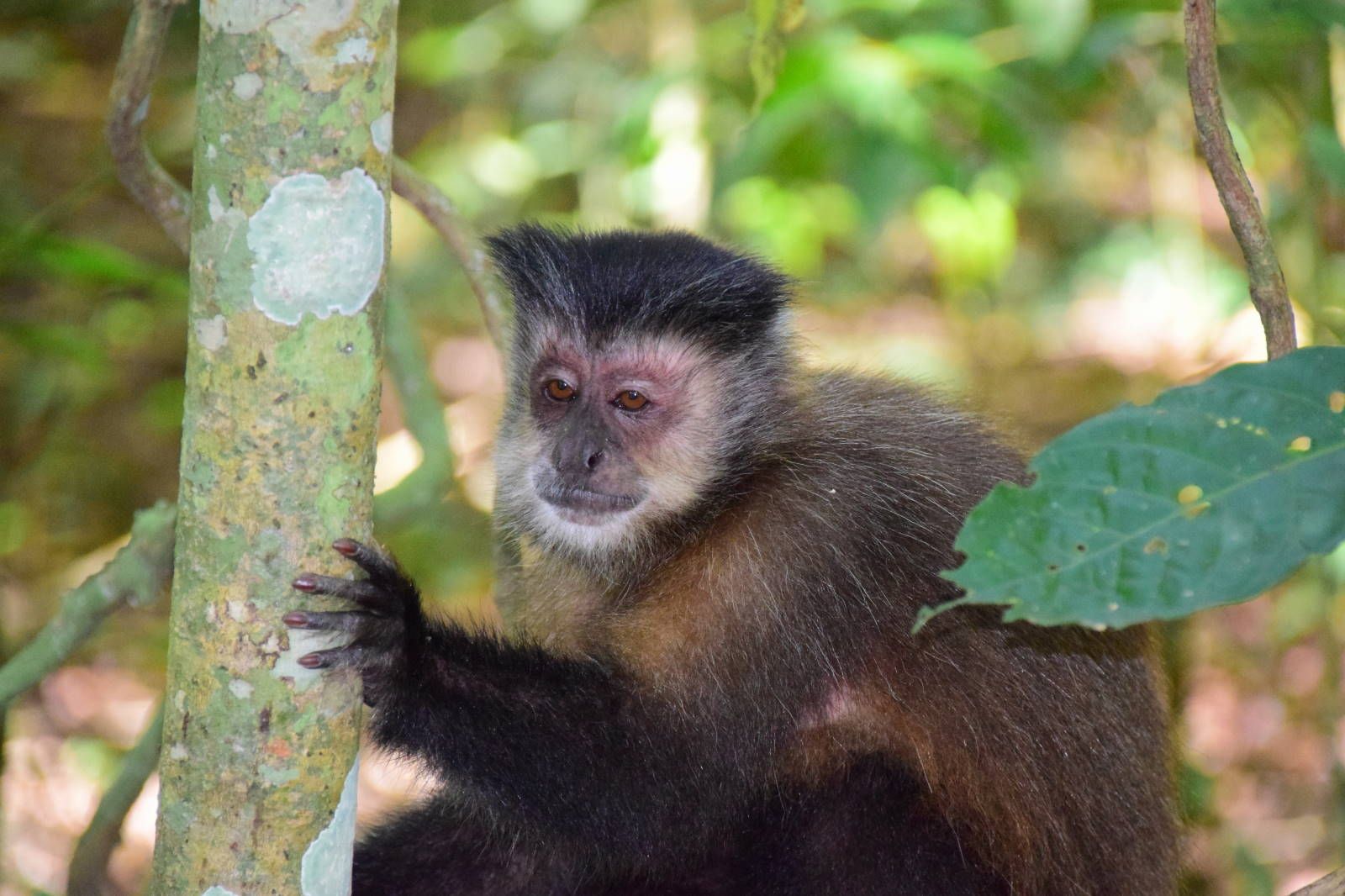 ИзоБразилия акупунктурно. Рио-Игуасу с обеих сторон