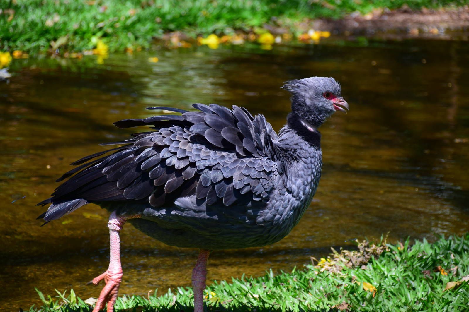 ИзоБразилия акупунктурно. Рио-Игуасу с обеих сторон