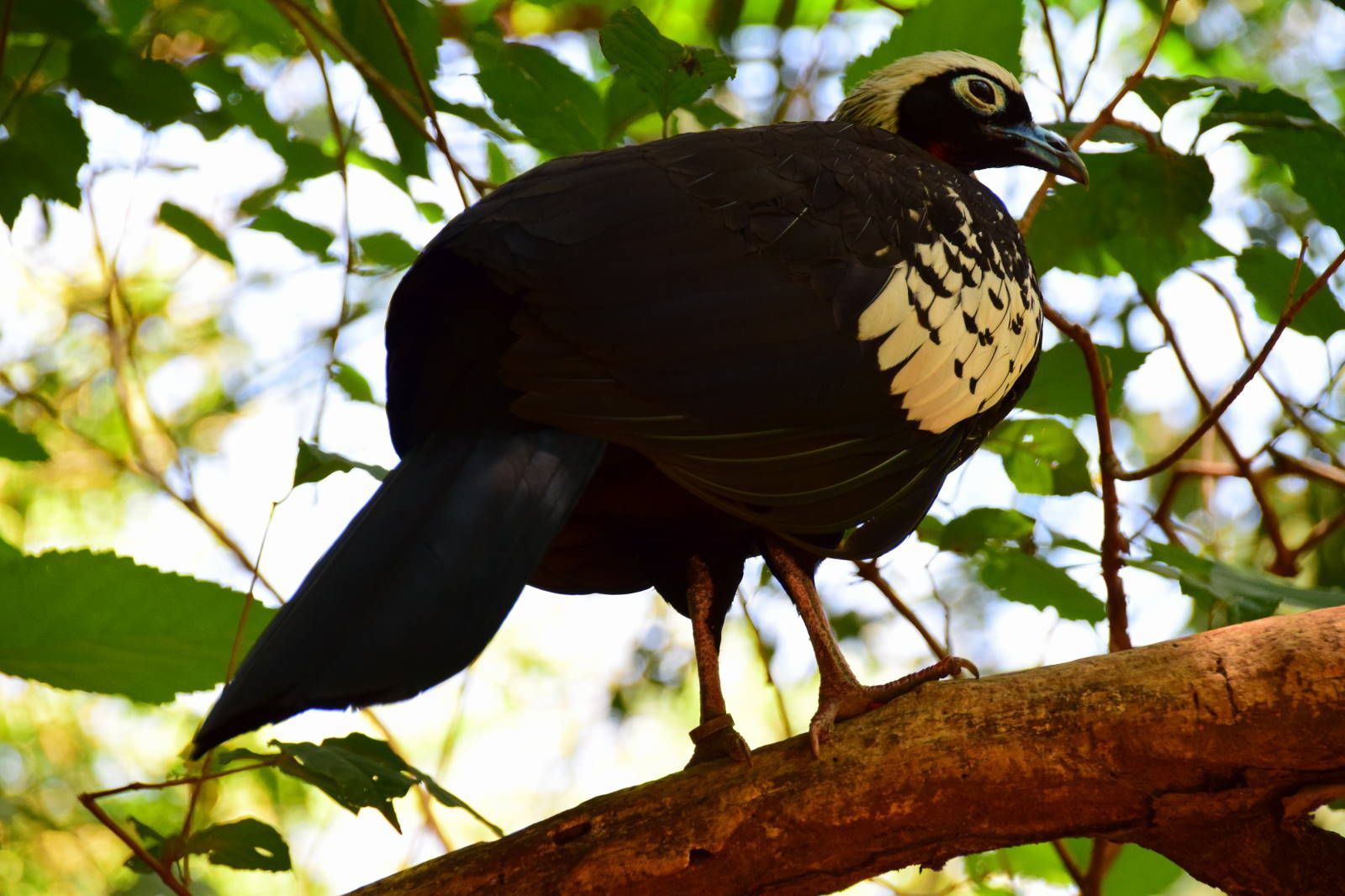 ИзоБразилия акупунктурно. Рио-Игуасу с обеих сторон