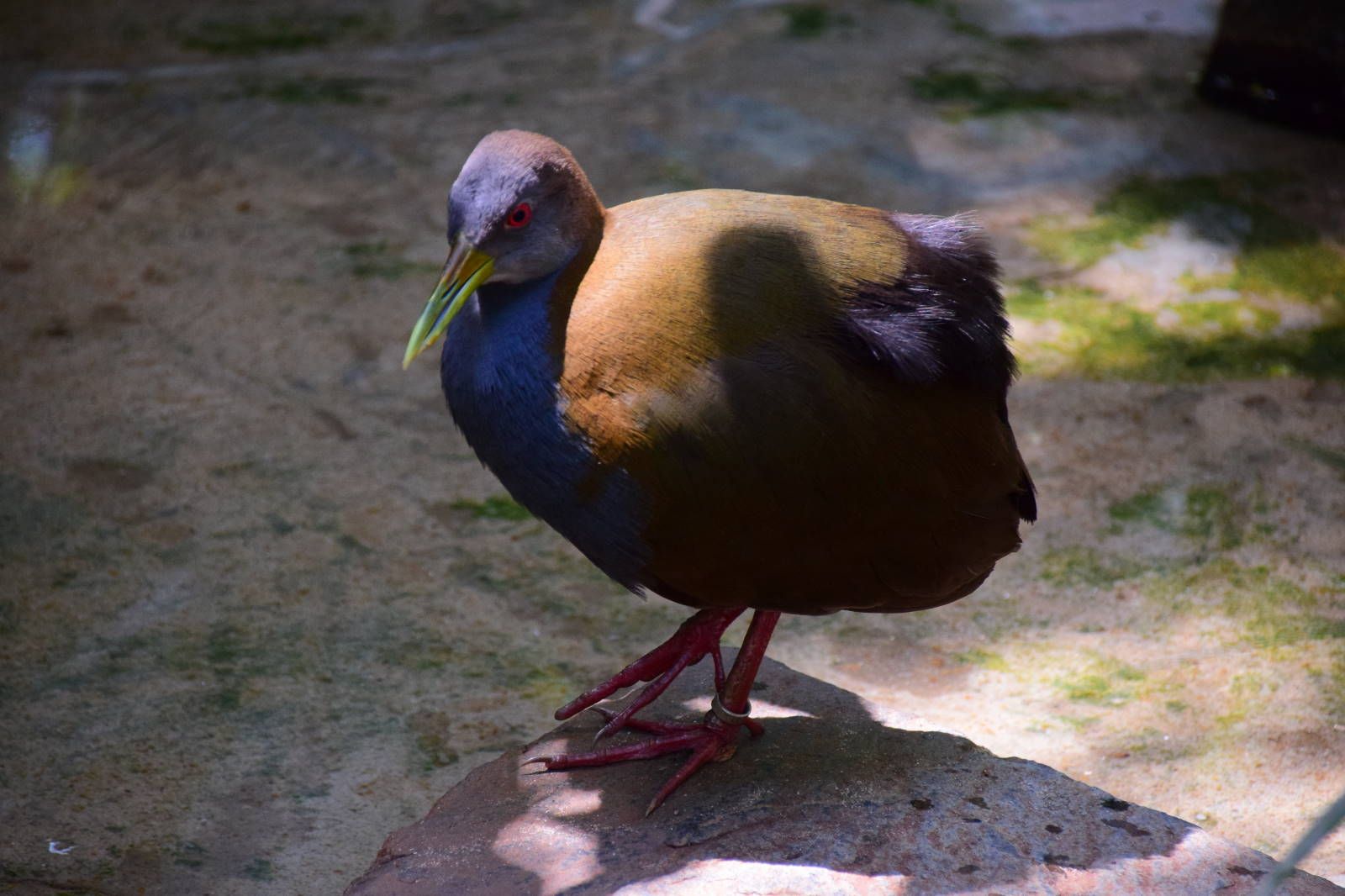 ИзоБразилия акупунктурно. Рио-Игуасу с обеих сторон