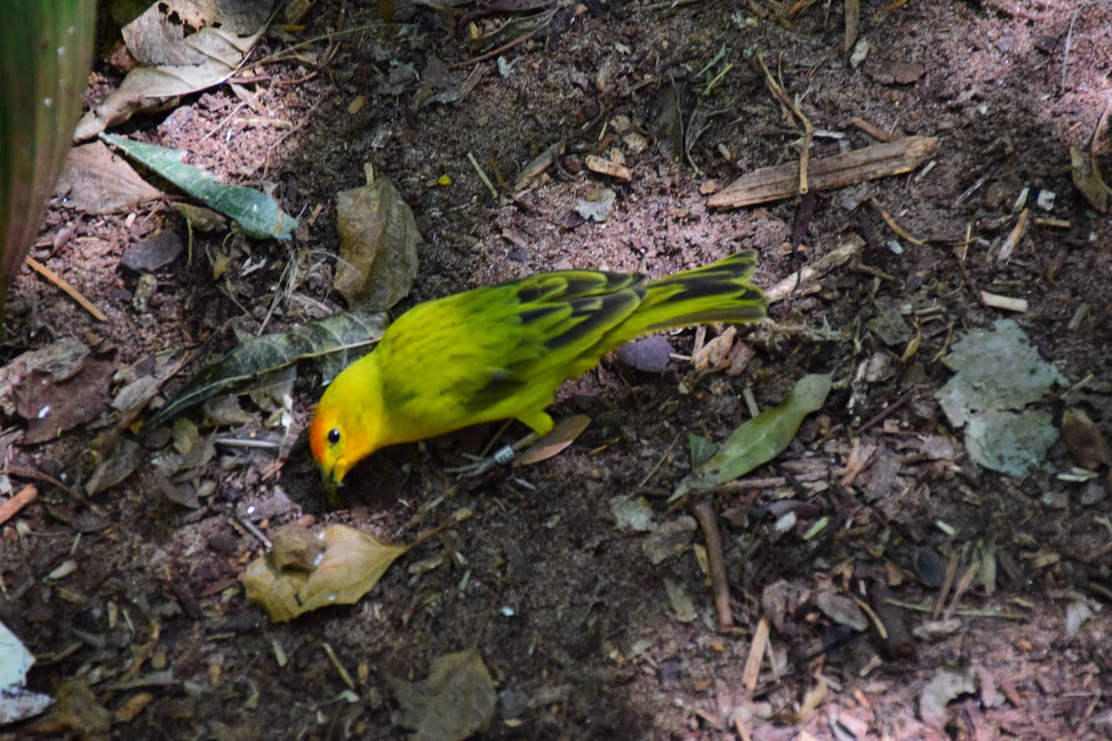 ИзоБразилия акупунктурно. Рио-Игуасу с обеих сторон