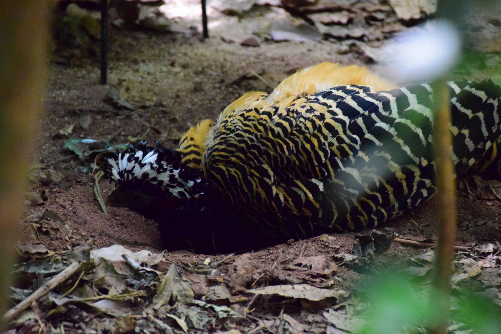 ИзоБразилия акупунктурно. Рио-Игуасу с обеих сторон