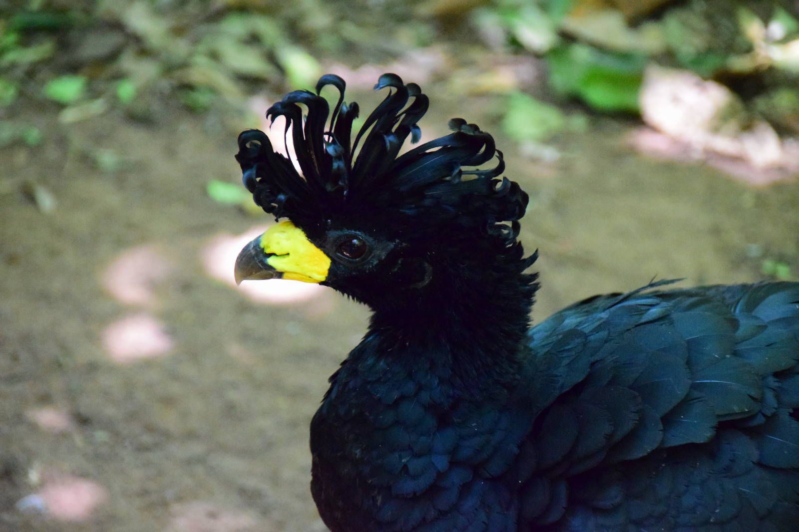 ИзоБразилия акупунктурно. Рио-Игуасу с обеих сторон