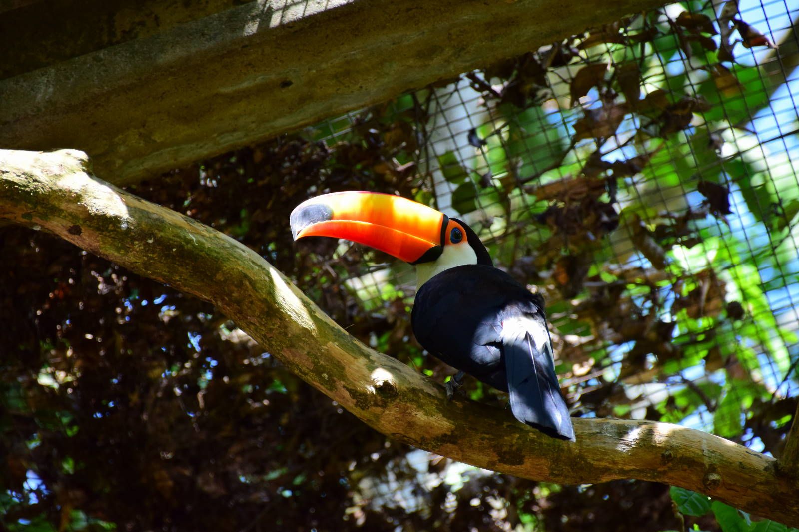 ИзоБразилия акупунктурно. Рио-Игуасу с обеих сторон