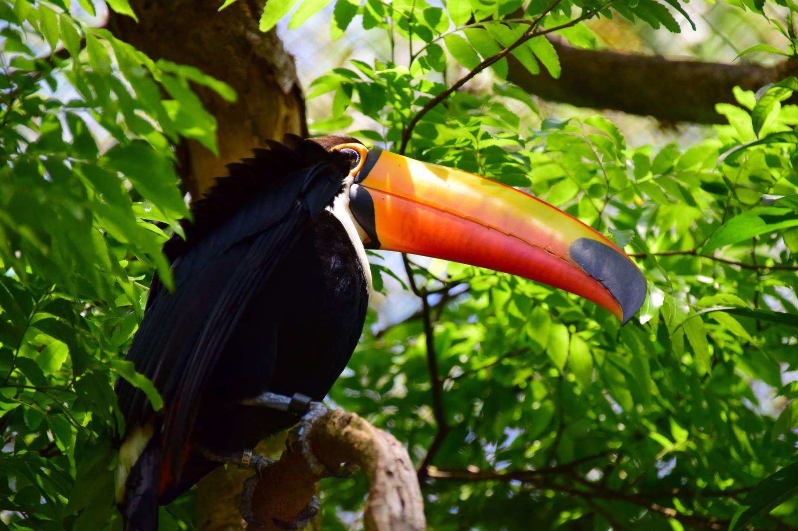 ИзоБразилия акупунктурно. Рио-Игуасу с обеих сторон