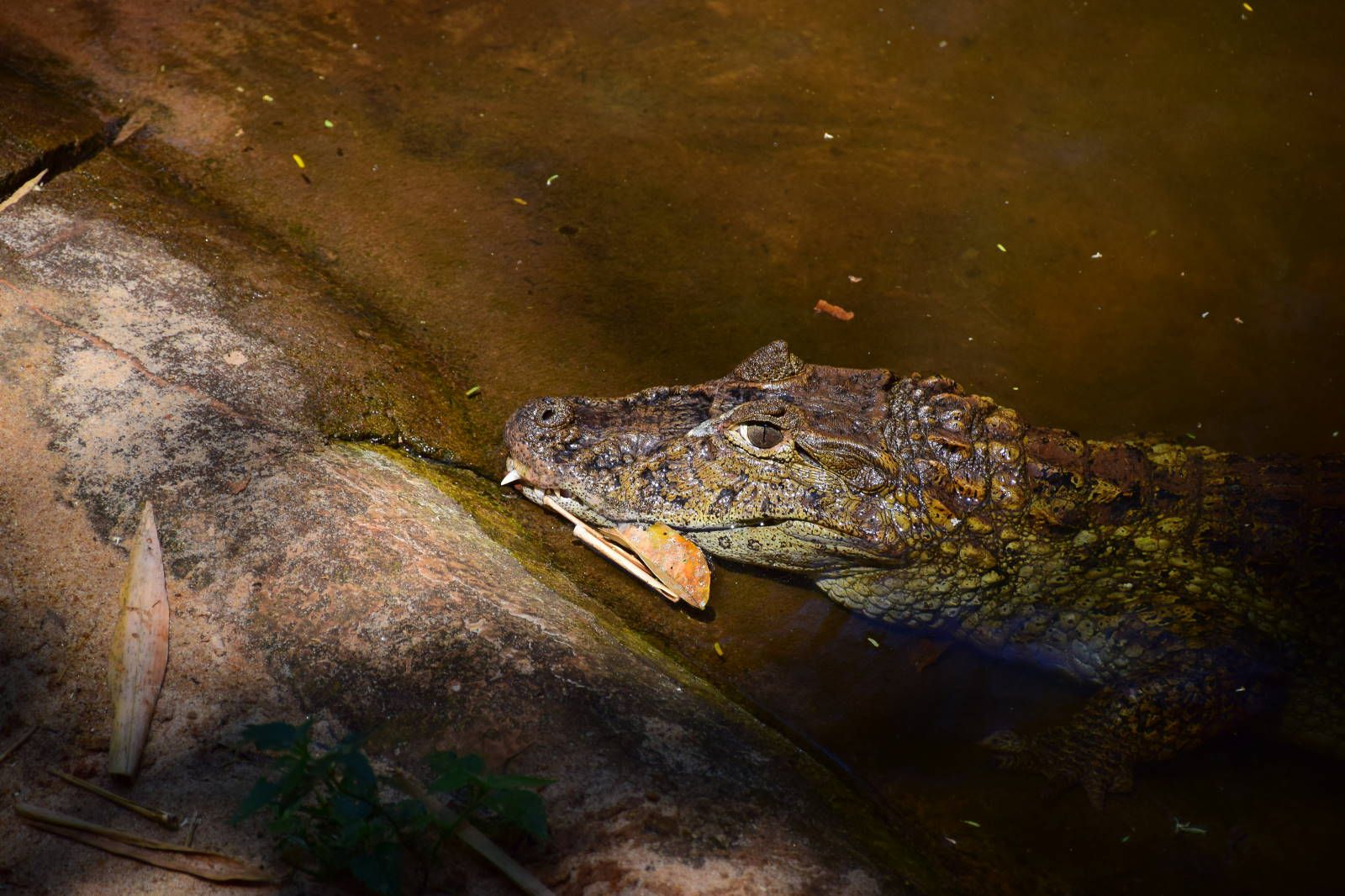 ИзоБразилия акупунктурно. Рио-Игуасу с обеих сторон