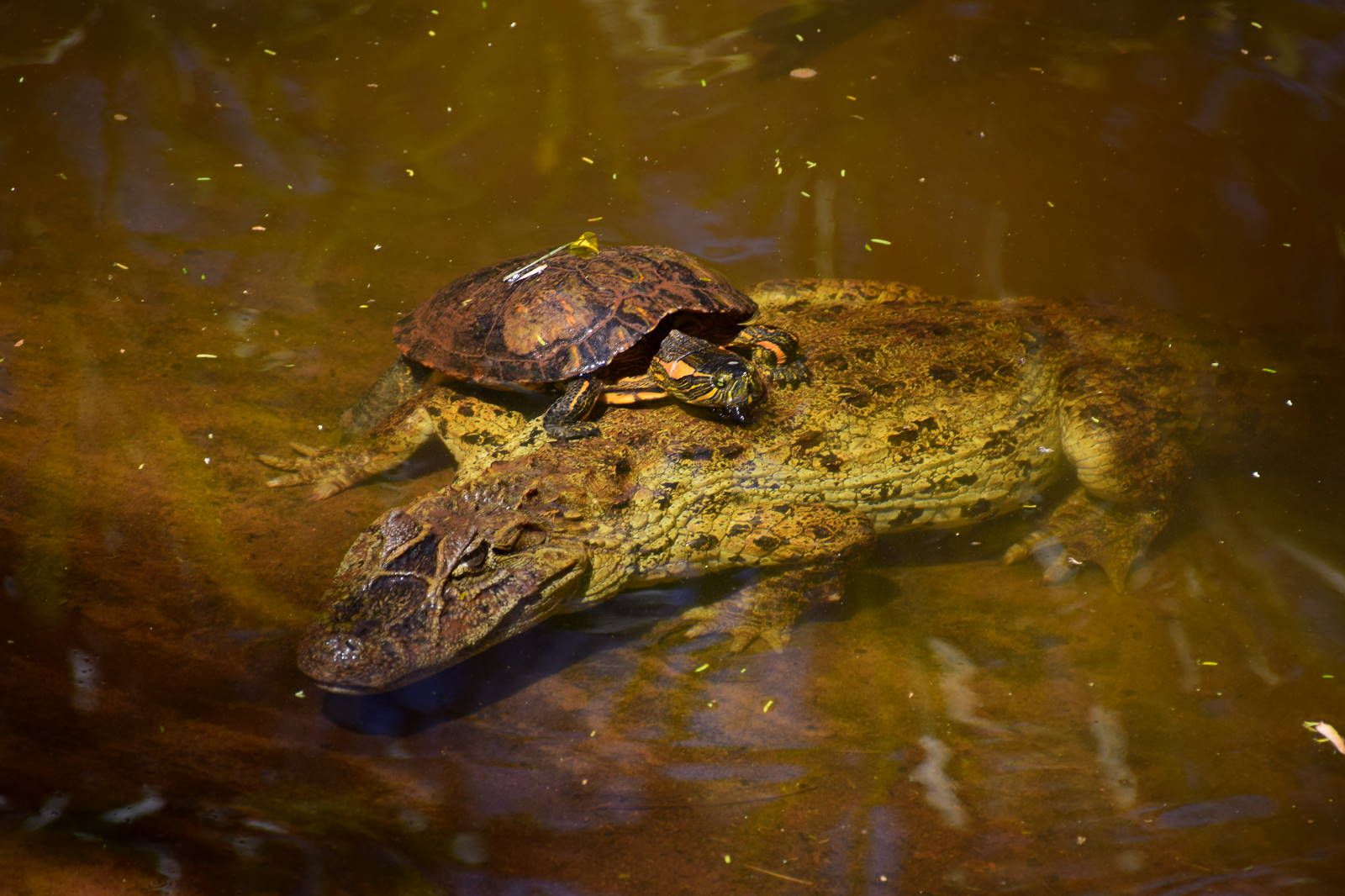 ИзоБразилия акупунктурно. Рио-Игуасу с обеих сторон