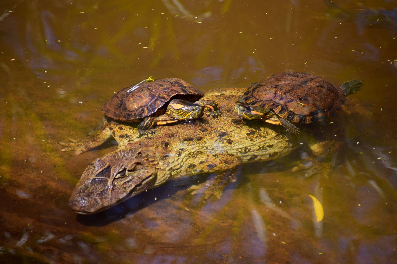 ИзоБразилия акупунктурно. Рио-Игуасу с обеих сторон