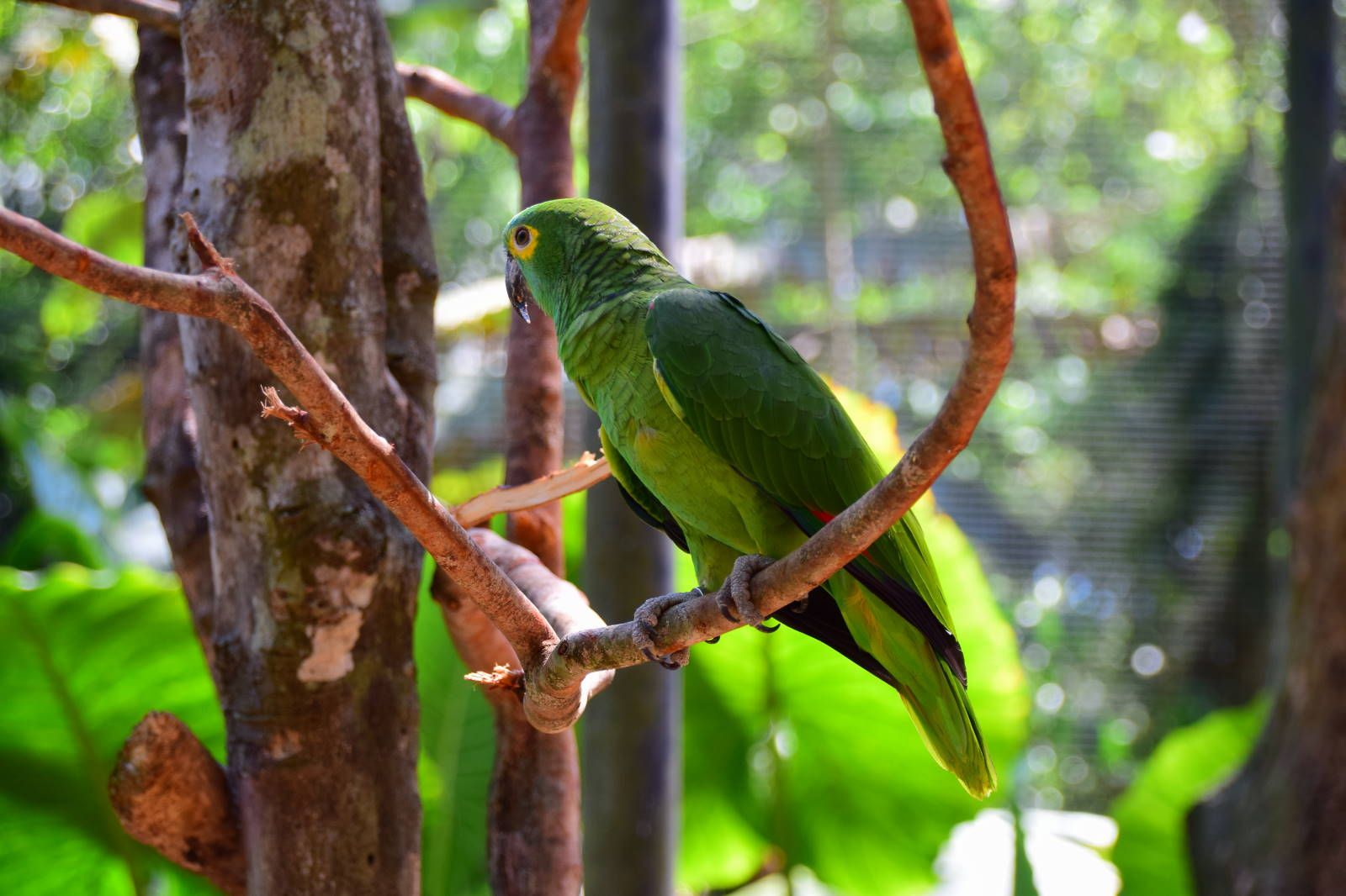 ИзоБразилия акупунктурно. Рио-Игуасу с обеих сторон
