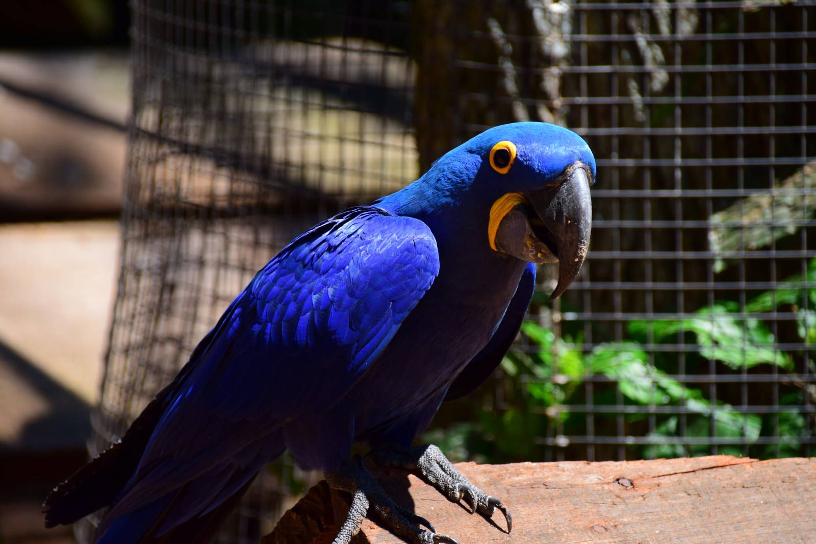 ИзоБразилия акупунктурно. Рио-Игуасу с обеих сторон