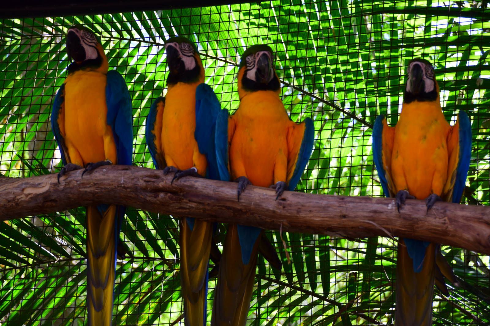 ИзоБразилия акупунктурно. Рио-Игуасу с обеих сторон