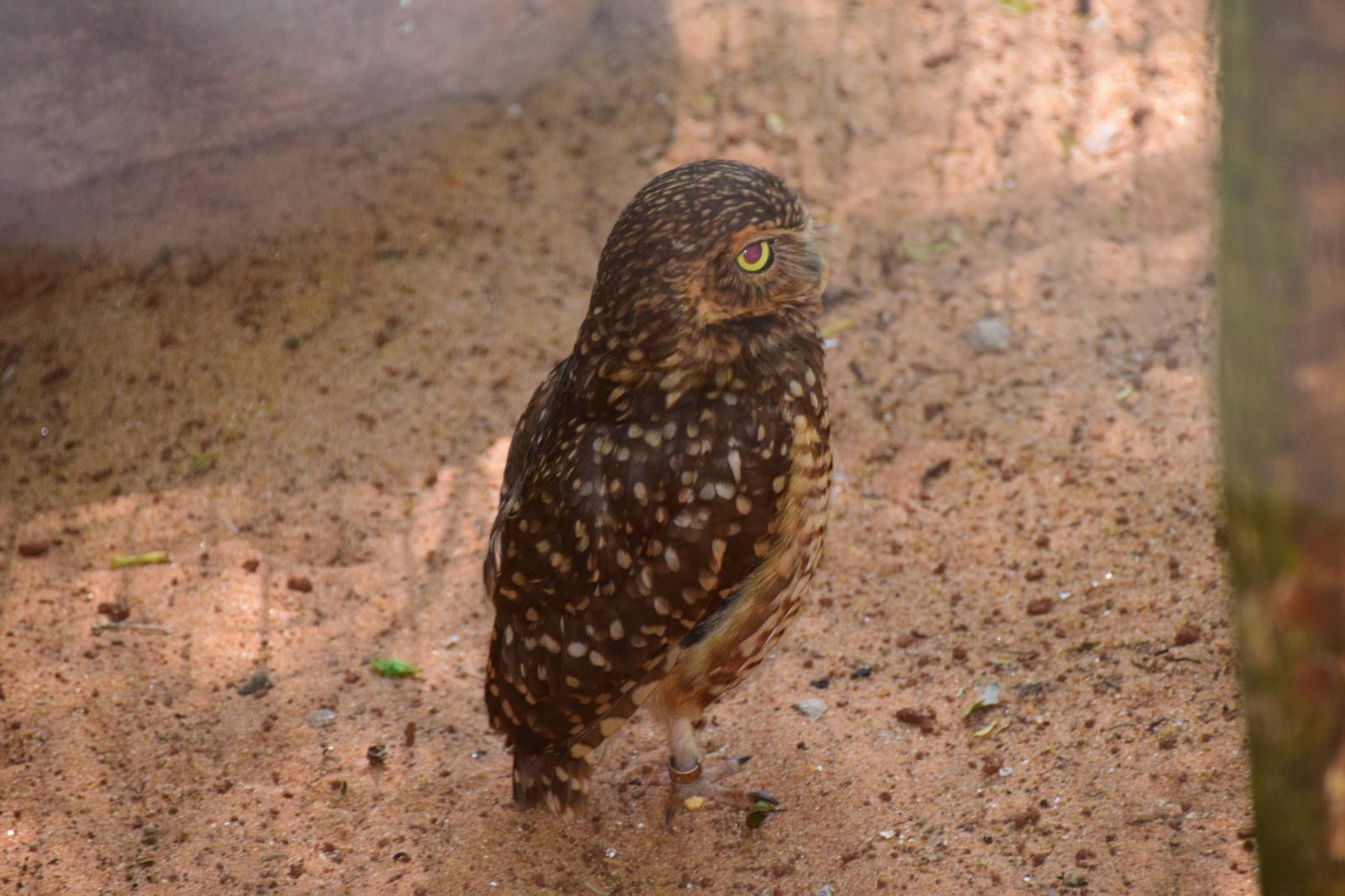 ИзоБразилия акупунктурно. Рио-Игуасу с обеих сторон