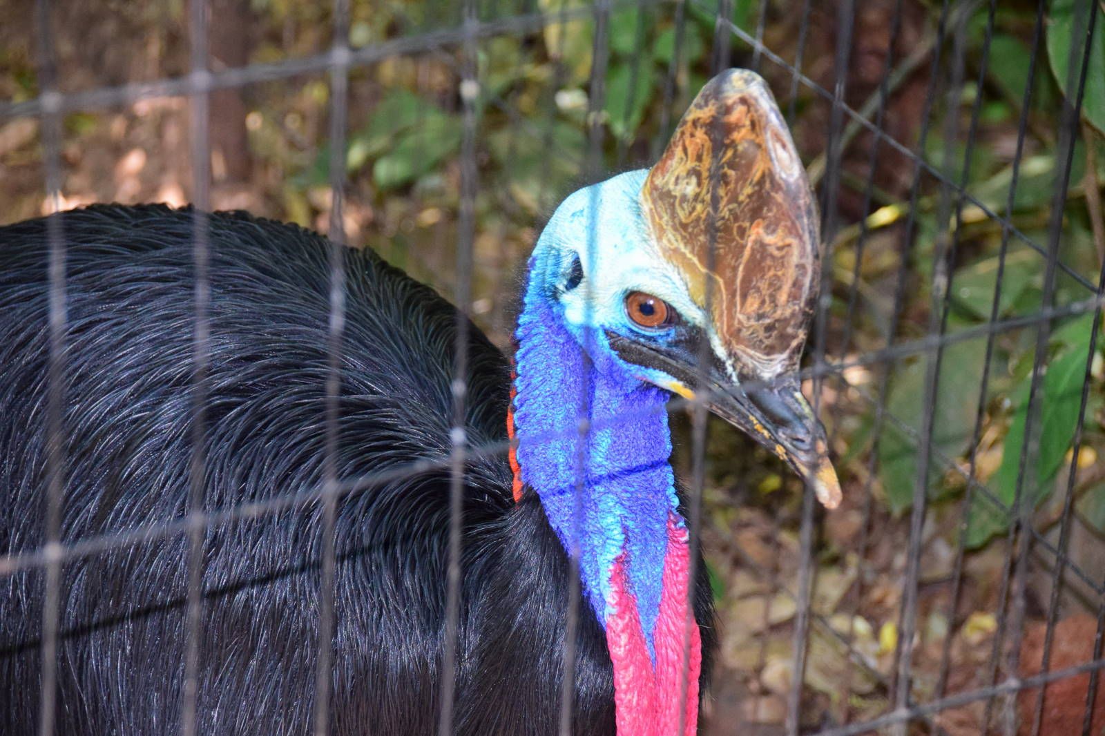 ИзоБразилия акупунктурно. Рио-Игуасу с обеих сторон