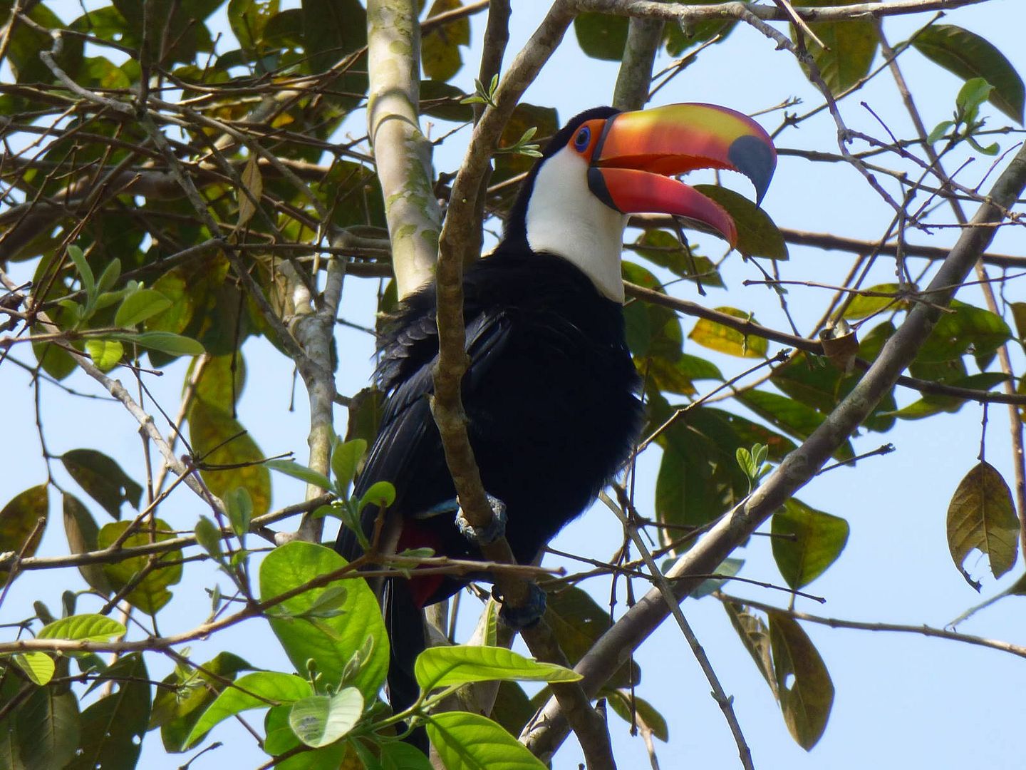ИзоБразилия акупунктурно. Рио-Игуасу с обеих сторон