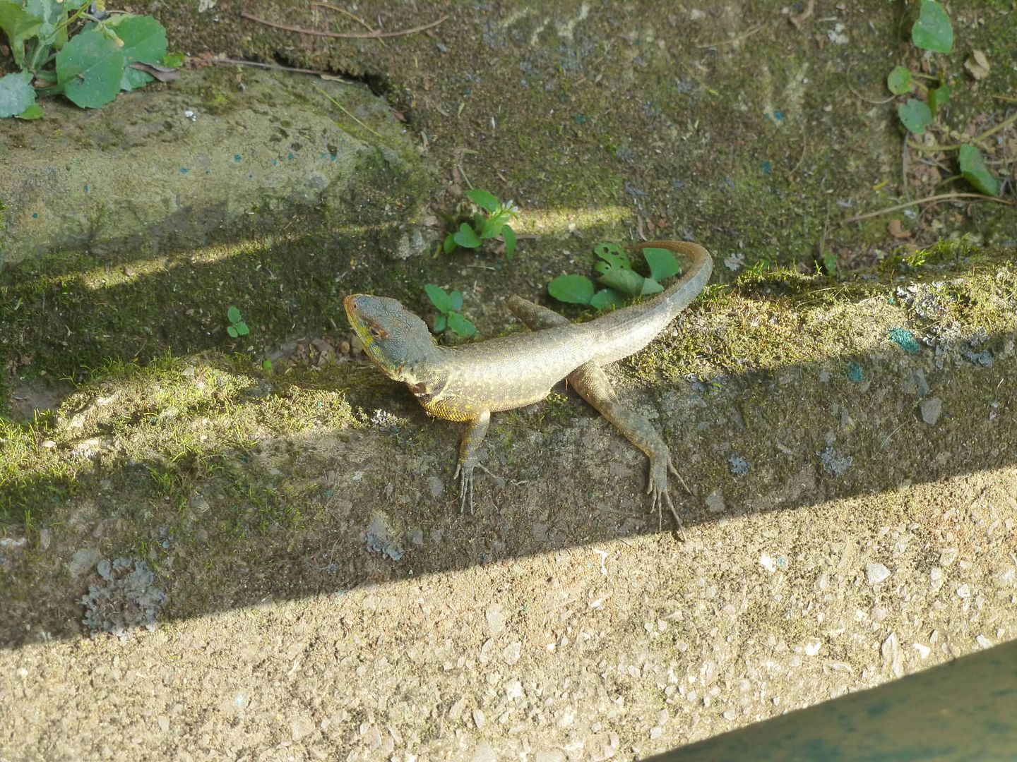 ИзоБразилия акупунктурно. Рио-Игуасу с обеих сторон