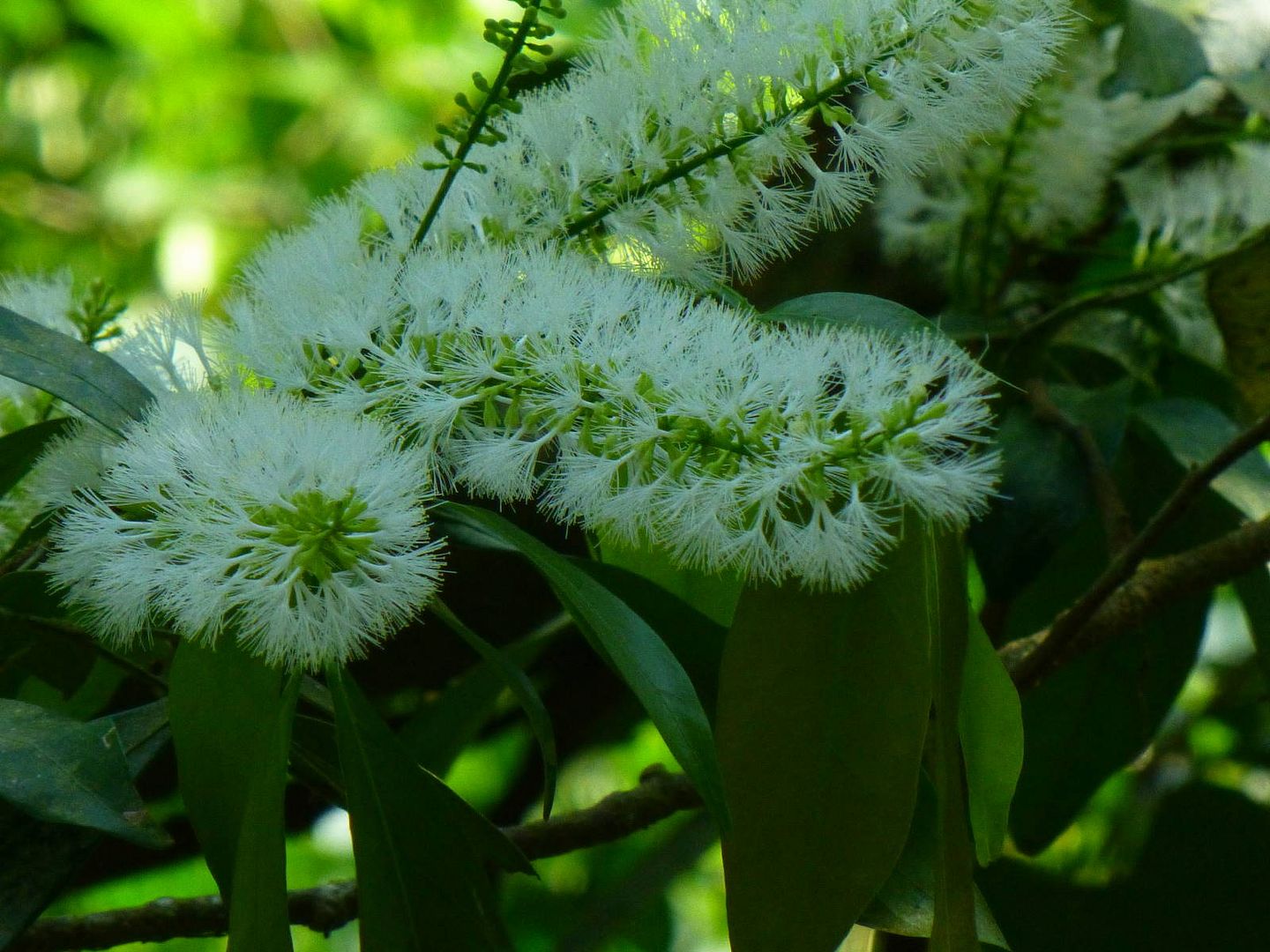 ИзоБразилия акупунктурно. Рио-Игуасу с обеих сторон