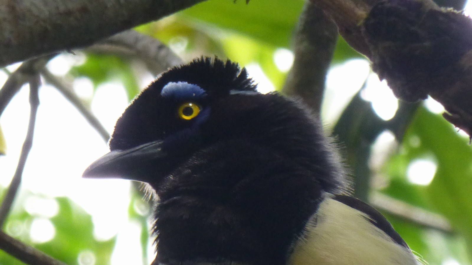 ИзоБразилия акупунктурно. Рио-Игуасу с обеих сторон