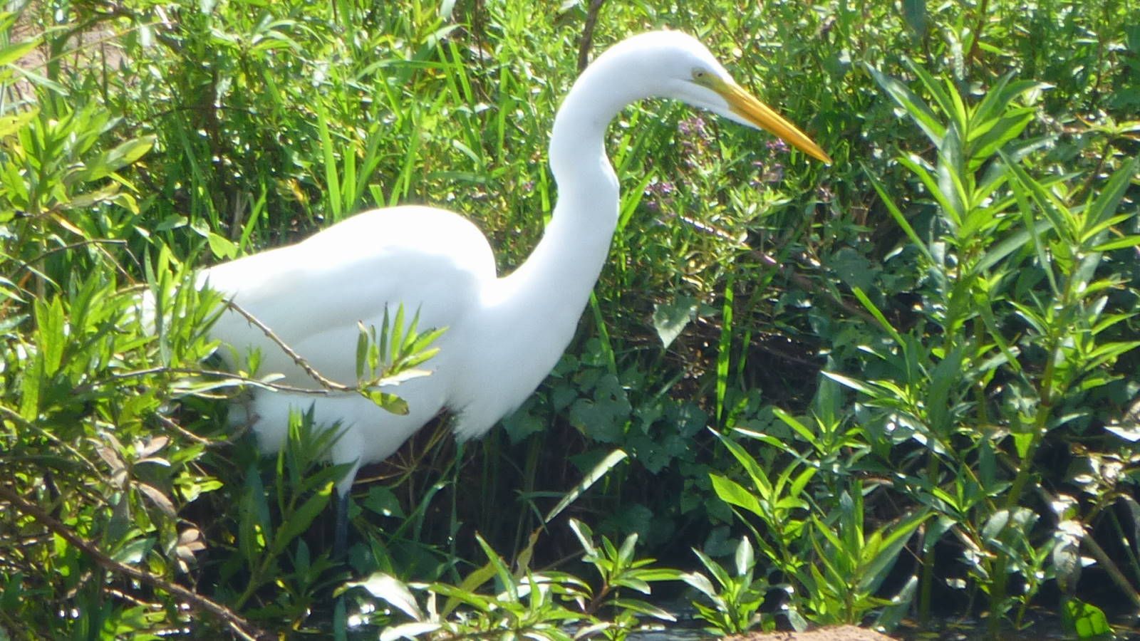 ИзоБразилия акупунктурно. Рио-Игуасу с обеих сторон