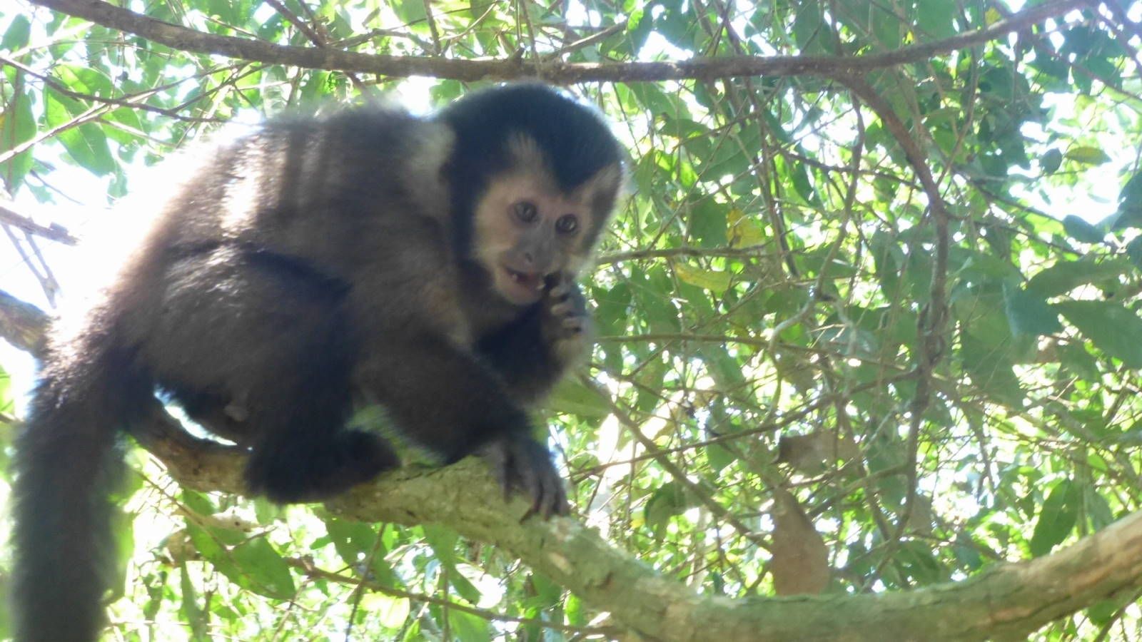 ИзоБразилия акупунктурно. Рио-Игуасу с обеих сторон