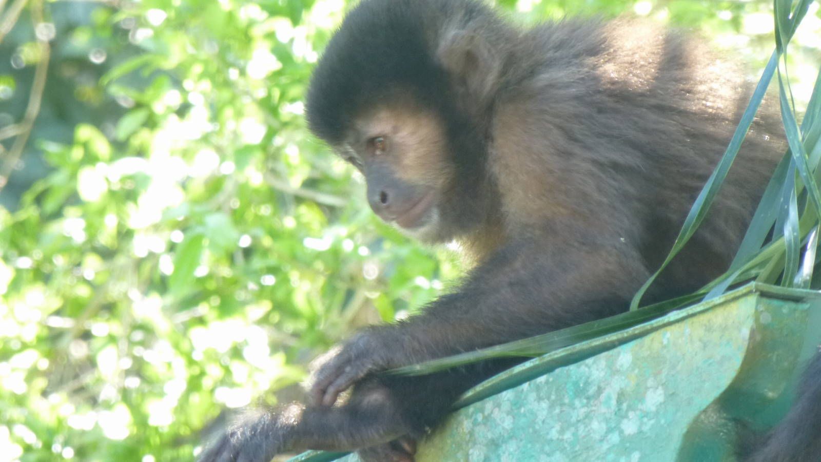 ИзоБразилия акупунктурно. Рио-Игуасу с обеих сторон