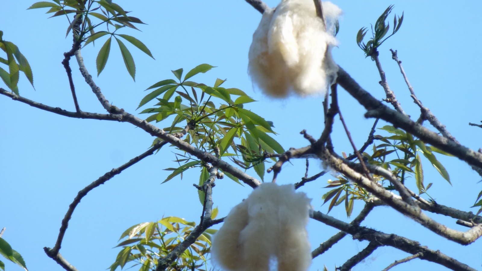 ИзоБразилия акупунктурно. Рио-Игуасу с обеих сторон