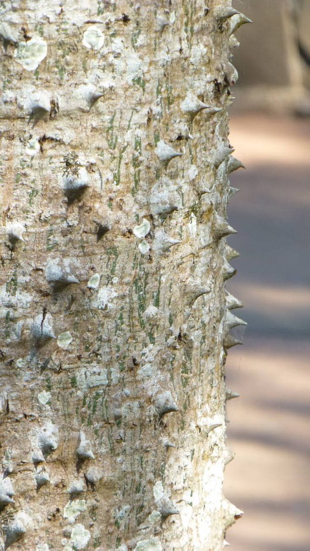 ИзоБразилия акупунктурно. Рио-Игуасу с обеих сторон