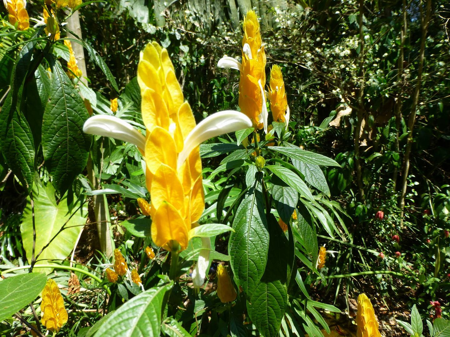 ИзоБразилия акупунктурно. Рио-Игуасу с обеих сторон