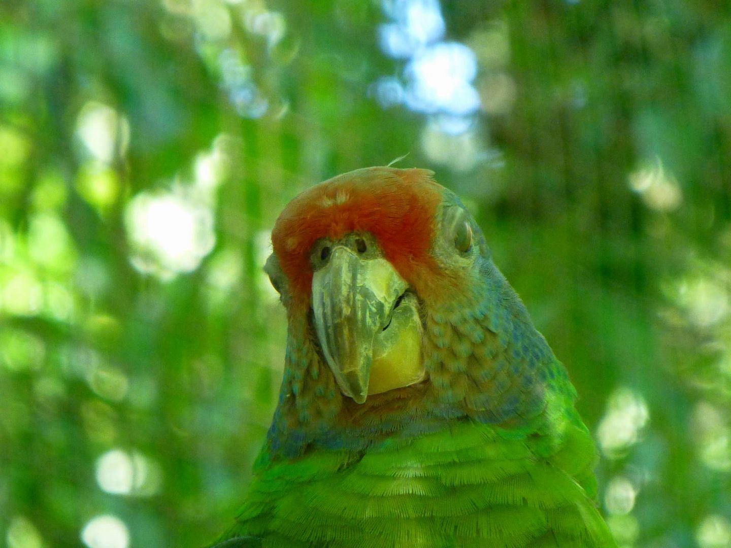 ИзоБразилия акупунктурно. Рио-Игуасу с обеих сторон