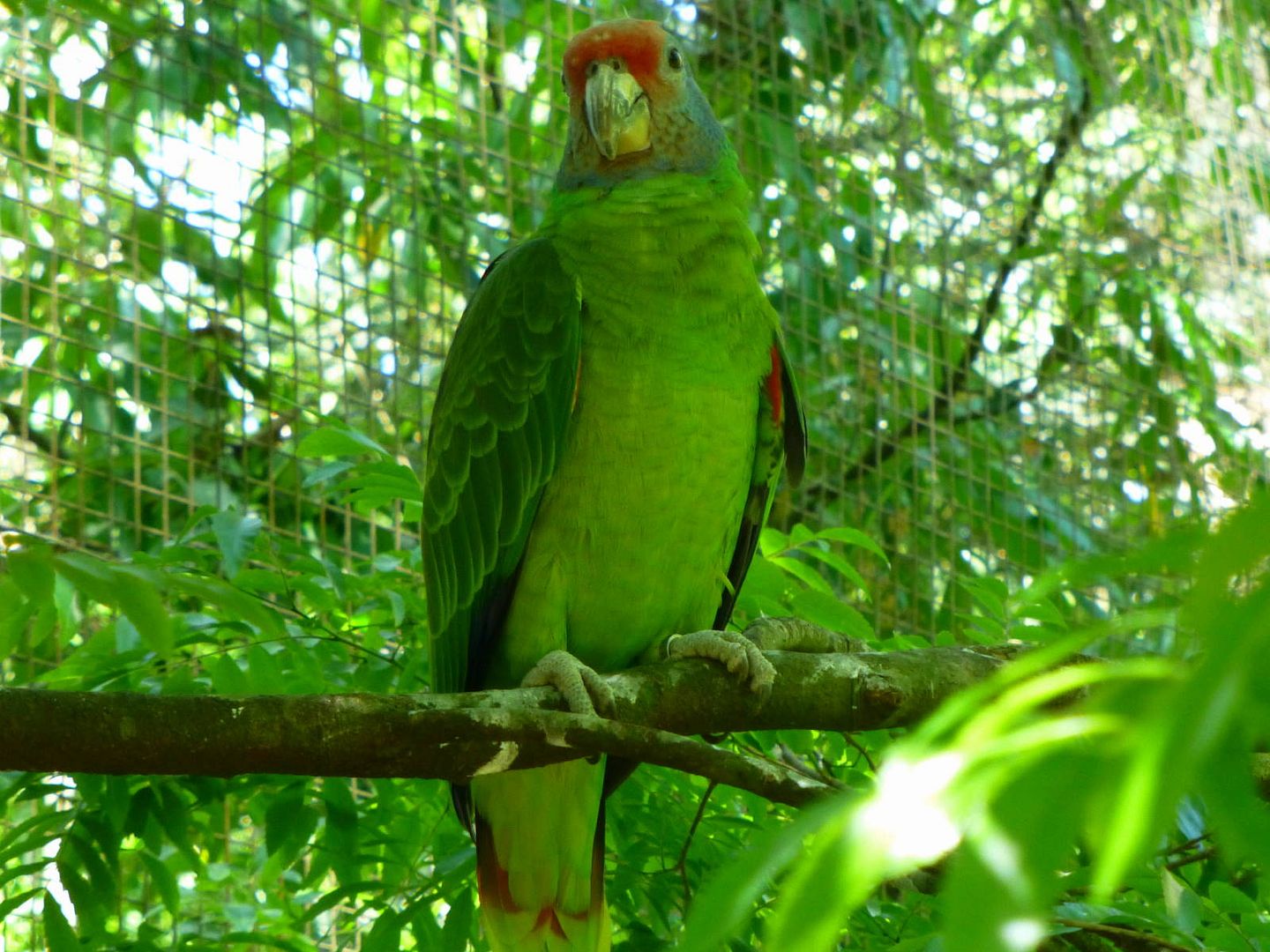 ИзоБразилия акупунктурно. Рио-Игуасу с обеих сторон