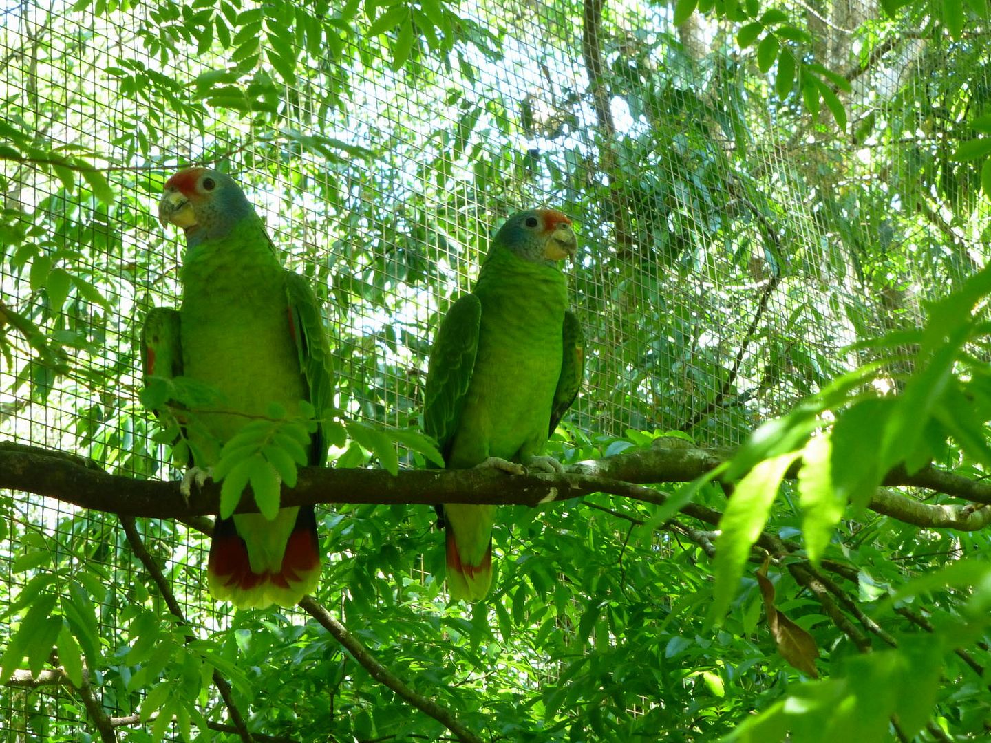 ИзоБразилия акупунктурно. Рио-Игуасу с обеих сторон