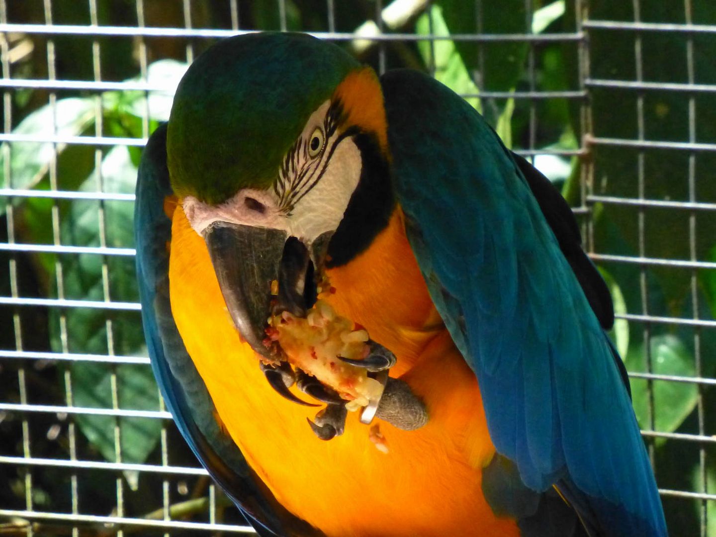 ИзоБразилия акупунктурно. Рио-Игуасу с обеих сторон