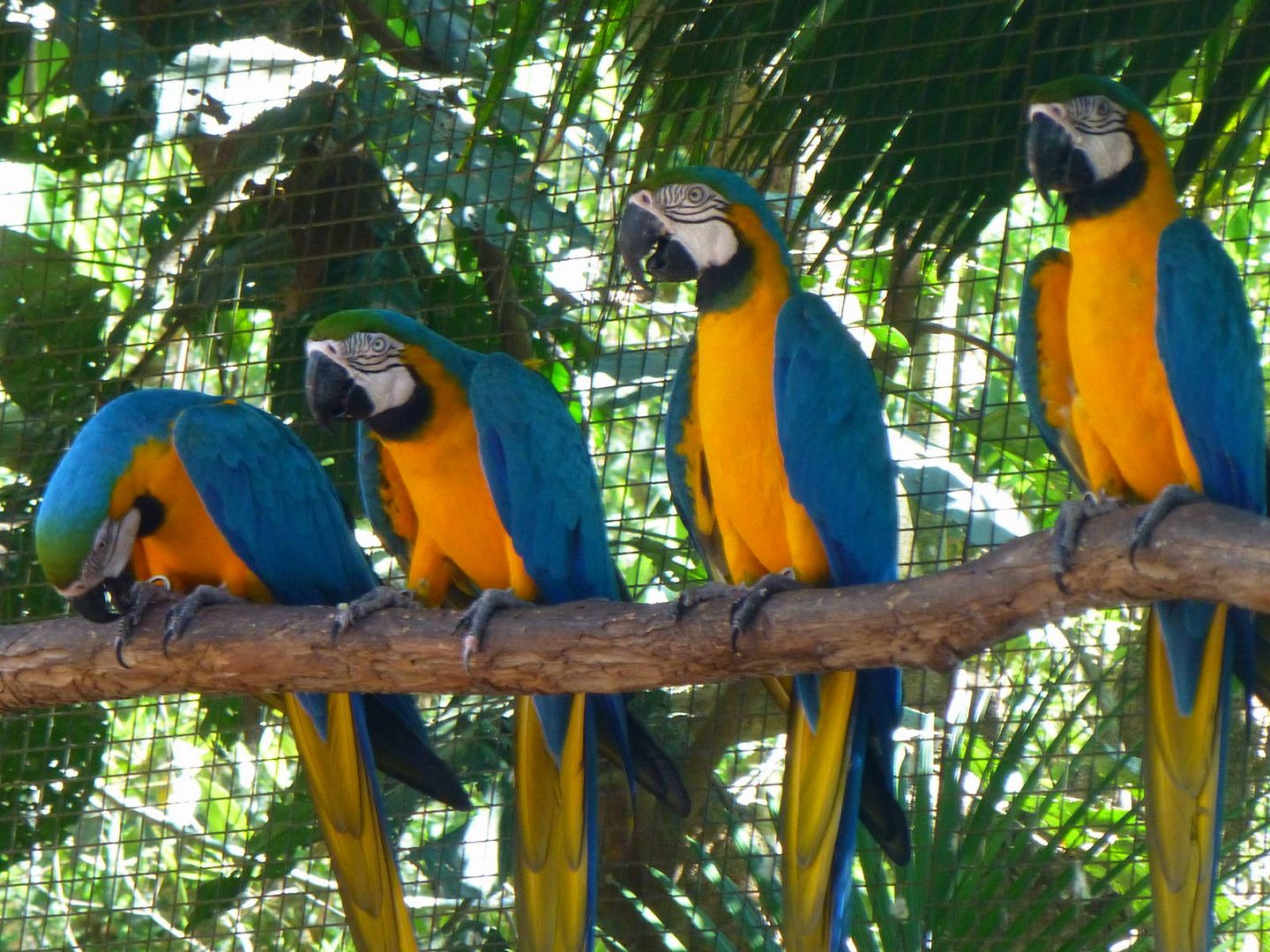 ИзоБразилия акупунктурно. Рио-Игуасу с обеих сторон