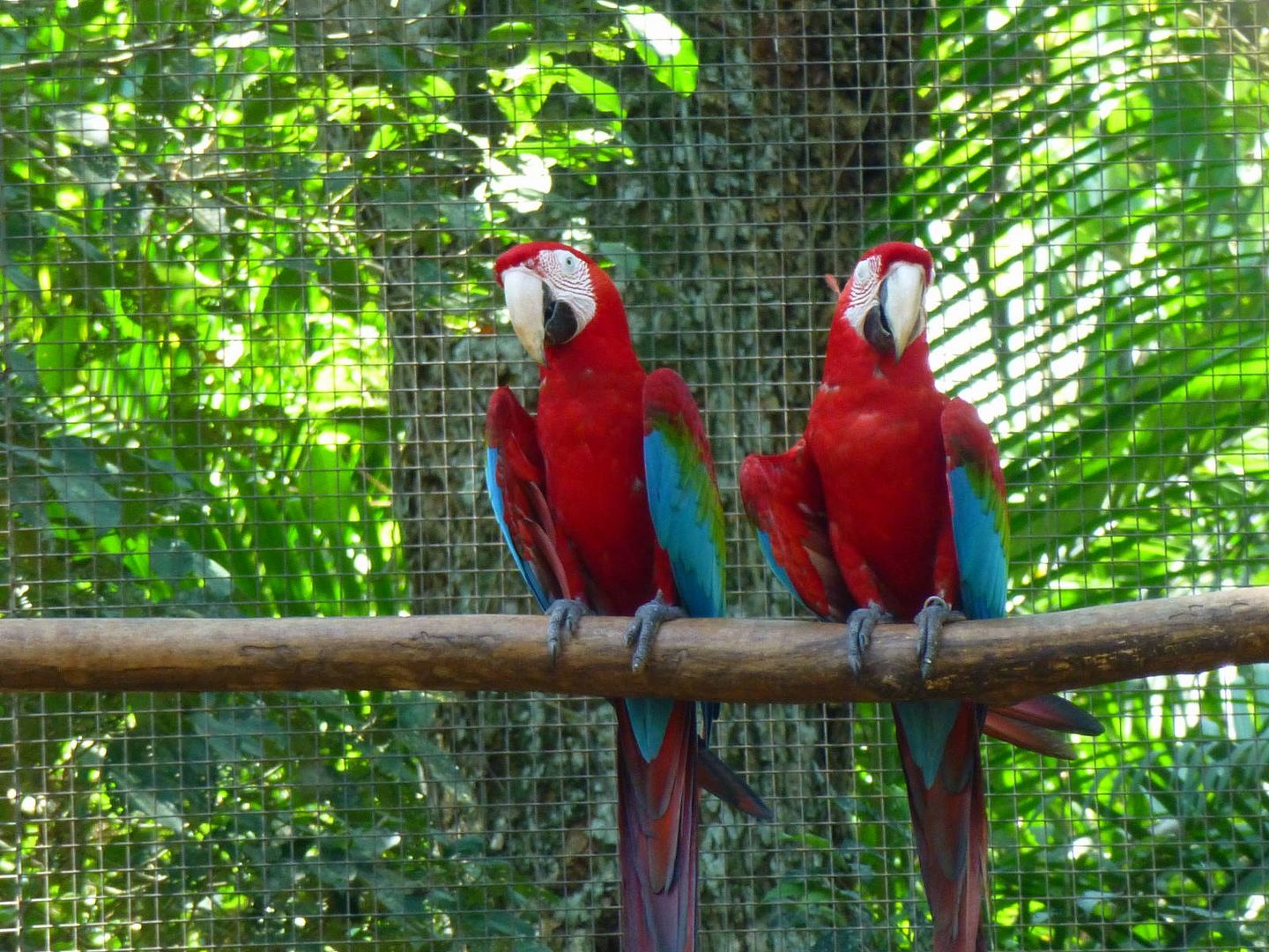 ИзоБразилия акупунктурно. Рио-Игуасу с обеих сторон